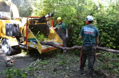 tree services Edgemoor